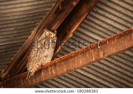 Great-Horned Owl (male) on wooden beam of metal barn in high desert region in USA/Large Bird, Great-Horned Owl, on Wooden Beam of Metal Shed in Winter/Big owl on heavy beam of tin barn