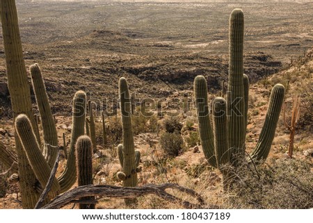 Saguaro National Park East with Saguaro cacti on steep slope during late winter in Arizona, United States of America/Watch Your Step/Saguaro cacti grow on steep hillside at Tucson, Arizona, USA