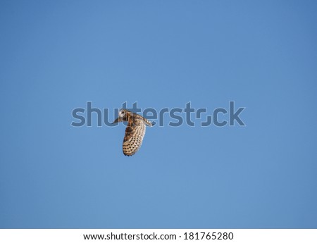 Common Barn Owl with beautiful downward wing in flight across cloudless blue sky in USA/Common Barn Owl flies Solo in Clear Blue Sky, USA /Ghost Owl (Barn Owl) flies and shows patterned downward wing