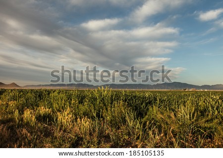 Green crop of winter forage in cloudy landscape of  high desert area/Field of Green Winter Wheat Crop on Cloudy Blue Sky Day/Green landscape of winter wheat with cloudy sky