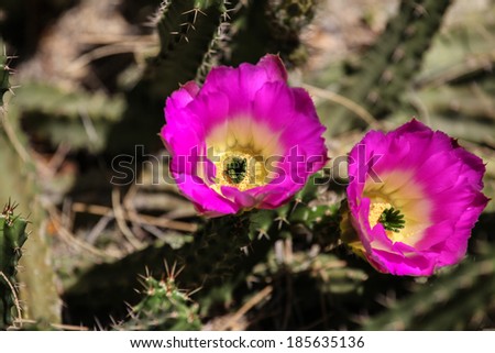 Two bright purple wildflowers on hedgehog cactus in desert in southwestern United States/Closeup of Two Purple Wild Blooms on Desert Hedgehog Cactus in United States /Flowers on desert hedgehog cactus