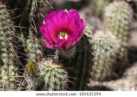 Isolated purple flower on low-growing wild hedgehog cactus in desert garden in southwestern United States/Closeup of One Purple Bloom on Low Hedgehog Cacti in Desert Southwest USA/Purple wildflower