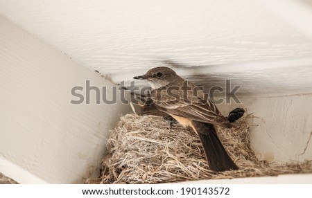 Bird perches on side of nest under eaves of an outside roof in semi-desert area/Wild Flycatcher Bird, Say\'s Phoebe, at Nest with Chicks/One bird, a flycatcher, at nest of chicks