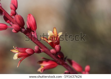 Closeup of flower on stalk of Red Yucca plant in desert Southwest of United States/Small Open Bloom on Stalk of Budding Red Yucca Plant in Arizona, USA/Closeup of little flower on long stalk of plant