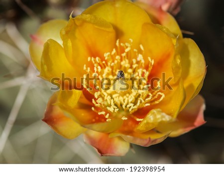 Closeup of wild prickly pear desert plant with yellow flower and tiny insect/Macro of Yellow Prickly Pear Cactus Flower with Insect/Yellow flower on wild prickly pear vegetation in desert