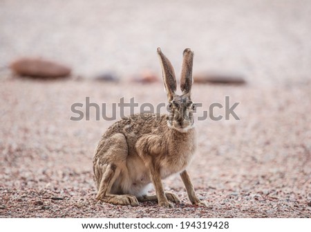 Closeup of wild female hare in graveled yard in desert Southwest USA/Closeup of Alert Wild Black-tailed Female Jackrabbit in Arizona State, USA/Alert ears and face of wild American desert hare