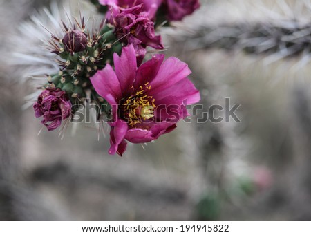 Springtime purple flower on piece of Cholla cactus in desert Southwest USA/Macro of Magenta Bloom on part of Cholla Cactus in Desert Southwest USA/Closeup of purple flower on Cholla cactus plant