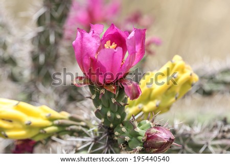 Inside of pink wildflower on desert cactus plant in Spring/Yellow Center in Pink-Purple Bloom of Wild Cane Cholla Cactus in Desert/Purple cactus flower with yellow center