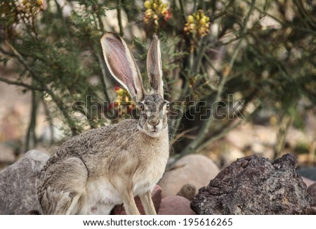 Watchful large American desert hare with long ears in semi-desert garden/Wild Black-tailed Jackrabbit with Long Ears/Jackrabbit sits at a shrub and with both eyes and ears on alert