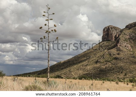 Wild Century Plant cactus in bloom on semi-desert grassland after summer rain/Agave Americana with Blossom Stalk/Wild flowering long stalk of Agave cactus plant