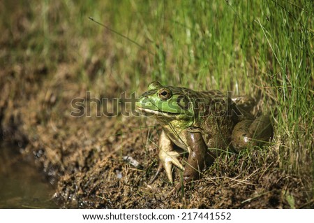 Sideways closeup view of large bullfrog with green face resting on muddy edge of water/American Bullfrog/Big bullfrog, an amphibian, perches on grassy mud bank