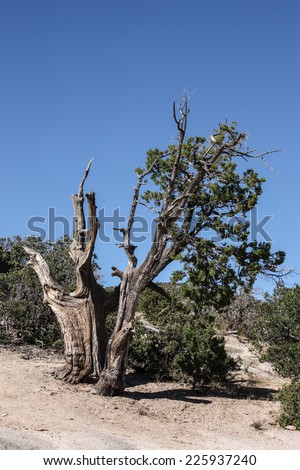 Weathered tree with green foliage at high elevation in southwestern United States/Weathered Juniper Tree at 6000 Feet Elevation in southwestern United States of America/Juniper tree in Arizona, USA