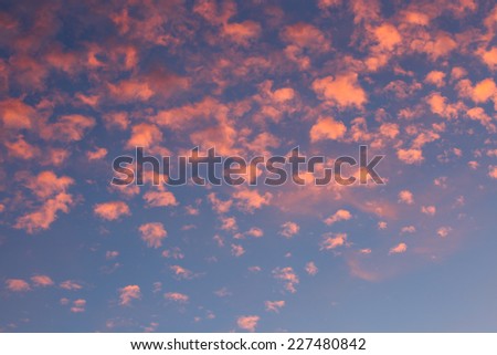 High pink puffs of clouds dot blue sky during Autumn sunrise/High Dark Pink Puffs of Cirrocumulus Clouds speckle Azure Sky in Autumn at Sunup/Pink speckles of clouds in blue sky at dawn
