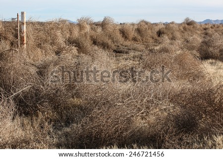 Mass of winter-dry tumbleweeds on ground near fence in rural semi-desert landscape/A Tangle of Dry Invasive Russian Thistle on Ground near Countryside Fence in Desert Winter Landscape/Tumbleweeds