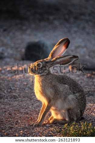 Low-angled sunlight reflects in eye of wild American desert hare/Eye of Wild Black-Tailed Jackrabbit Reflects Low Sunset Light/Wild Jackrabbit\'s eye with reflected low- angle sunshine