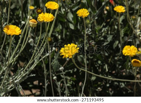 Yellow wild flower, Desert Marigold, with many rays in field/Yellow Wildflower with Center Disk and Abundant Rays in Meadow/Wildflower with yellow petals