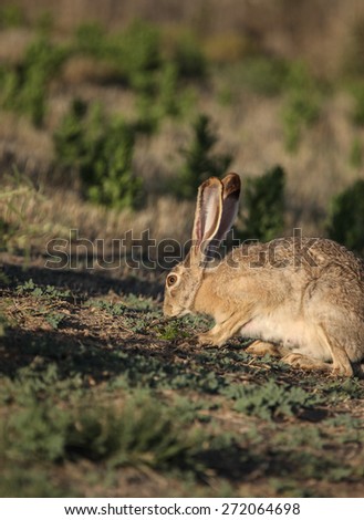 Wild big rabbit foraging in rural semi-desert North America/American Desert Hare Eating Greenery on Ground in Late Afternoon/Wild jackrabbit foraging in semi-desert area