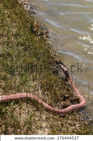 Part of light red color long snake at water\'s edge of grassy bank/Pinkish Red Thin Snake with Head, Black Cross Band at Neck, and Curving Part of Body in Water at Grassy Edge/Red pink snake at water