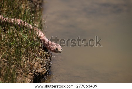 Pinkish red snake in grass with head over water\'s edge facing camera/Facing Camera, Red Snake on Grassy Bank with Head Over Water/Light red snake on grass at water\'s edge
