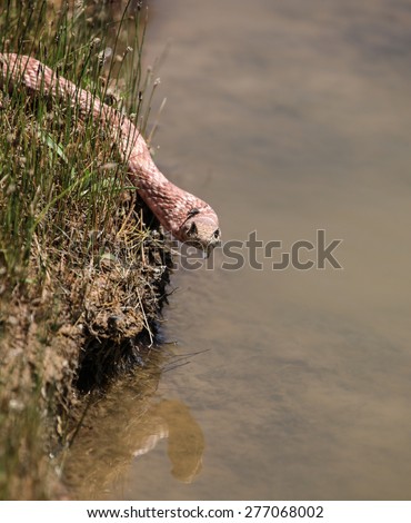 Reddish pink snake head with water drop hanging off chin/At Edge of Pond, and Facing Camera, the Head of Pinkish Red Snake has Water Drop Hanging from Mouth Area/Snake with water drop hanging on jaw