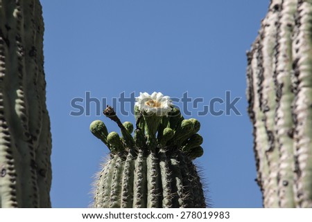 Blue sky sunny day with white flower and green buds atop cactus head/White Cactus Bloom with Green Buds on Top of Cactus Head on Blue Sky Morning/White cactus flower and green buds on head of cactus