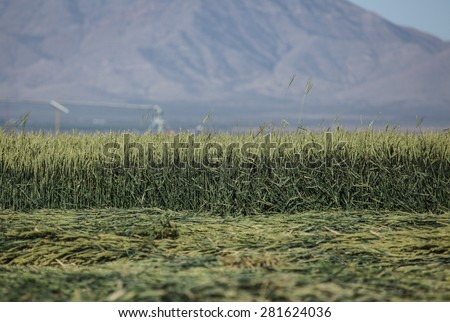 Green crop for silage fodder/Landscape of Green Grain Crop for Silage/Crop of green grain for silage