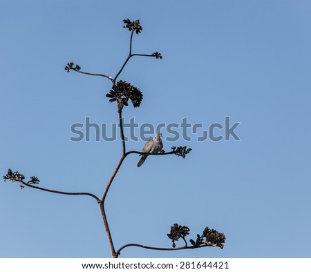 Pale gray wild bird, collared dove, on dry twig of tall desert plant with blue sky/Light Gray Collared Dove on High Small Branch of Dry Desert Plant Stalk Against Clear Blue Sky/Wild pale gray dove