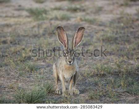 Wild desert hare with big ears sits facing camera/Wild Jackrabbit with Long Ears Sits and Faces Camera in Semi-Desert/Wild rabbit sits on arid grasslands facing forward