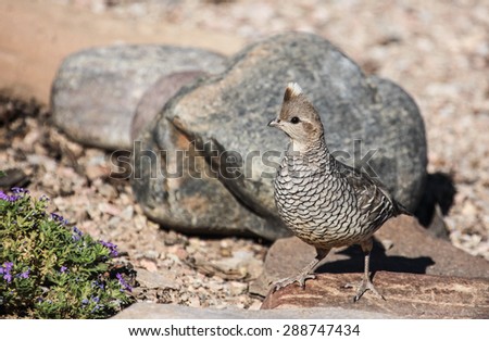 Camouflage gray feathers of large desert bird at gray rock/Gray Scaled Plumage of Desert Bird on Ground near Gray Rock/Scaled quail gray against gray rock