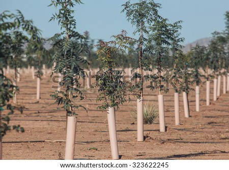 Leafy sapling pistachio nut tree in upright pipe in new orchard/Young Leaves on Newly Planted Pistachio Nut Tree in Upright Pipe of New Orchard/Leafy sapling pistachio nut tree in pipe