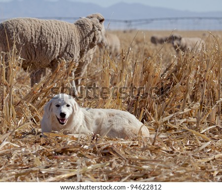Great Pyrenees dog protects sheep/Great Pyrenees Dog Protects Sheep in Harvested Corn Field/Great Pyrenees dog guards sheep during winter in southeastern Arizona, USA.