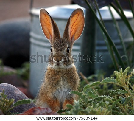 Sunlight on ears of wild Desert Cottontail rabbit of American Southwest/Wild Desert Cottontail Rabbit in Garden/Wild Cottontail bunny (Sylvilagus audubonii) with guilty expression in garden