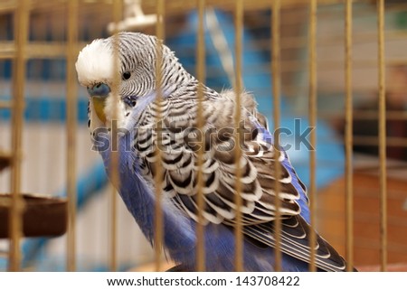 parrot is in a cage