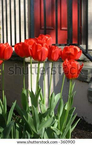 red tulips in front of a black railing, stairs, and a red door, early morning