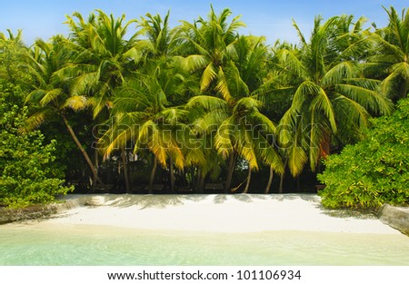 Beautiful tropical paradise in Maldives with coco palms hanging over the white beach and a turquoise sea
