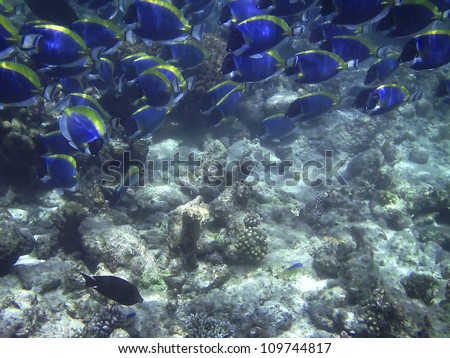 Big flock of vivid fish Acanthurus leucosternon (powder blue tang) in the Maldives
