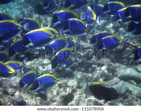 Big flock of vivid fish Acanthurus leucosternon (powder blue tang) in the Maldives