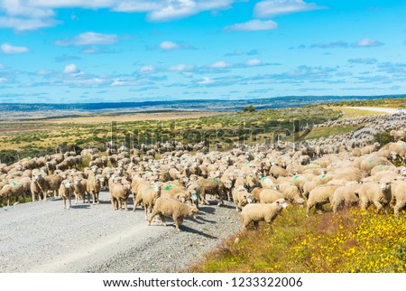Herd of merino sheep on the road to farm in Tierra del Fuego, Argentina