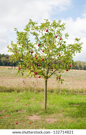 Apple tree is full of red ripe apples. Many of the fruits are lying under the tree already.