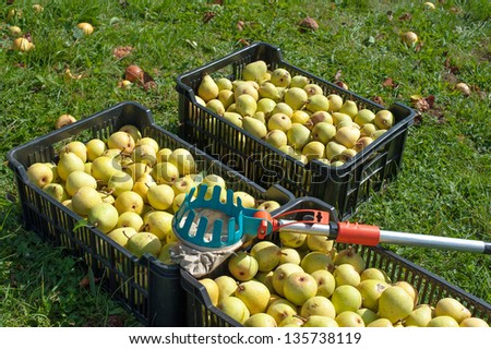Freshly harvested pears in crates and a fruit picker