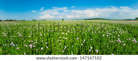 Beautiful vivid panoramic landscape with a field of white blooming poppy