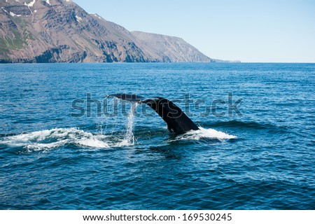 Tail fin of the mighty humpback whale (Megaptera novaeangliae) seen from the boat near Husavik, Iceland