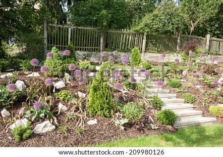 Rock garden with beautiful blooming kind of decorative garlic Star of Persia (Allium christophii)