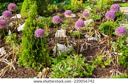 Rock garden with beautiful blooming kind of decorative garlic Star of Persia (Allium christophii)