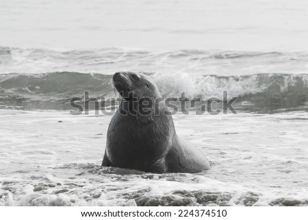 Adult New Zealand sea lion (Phocarctos hookeri) on the Curio Bay beach as it is comming from the sea, Southland - New Zealand