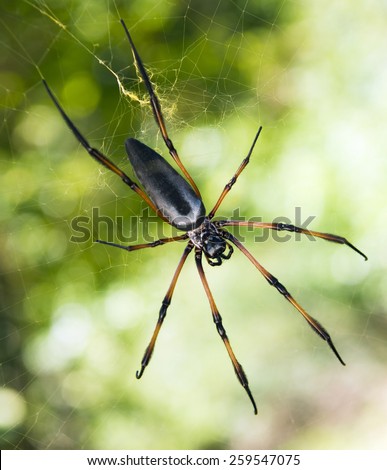 Large red-legged golden orb web spider or shortly palm spider (Nephila inaurata) seen in the Seychelles island of Praslin