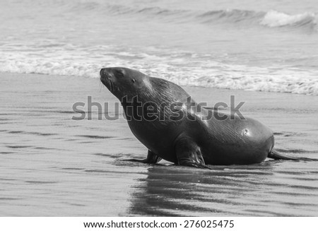 Adult New Zealand sea lion (Phocarctos hookeri) on the Curio Bay beach as it is comming from the sea, Southland - New Zealand. Monochrome
