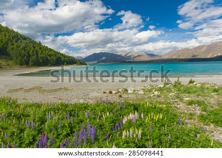Beautiful incredibly blue lake Tekapo with blooming lupins on the shore and mountains, Southern Alps, on the other side. New Zealand
