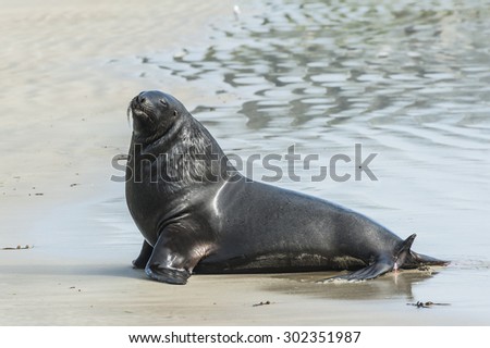 Adult New Zealand sea lion (Phocarctos hookeri) on the Curio Bay beach, Southland - New Zealand