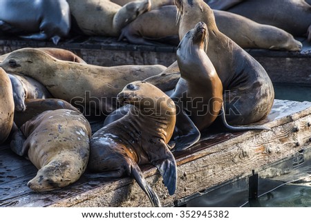 California sea lions (Zalophus californianus) can be found at pier 39 in San Francisco, USA.